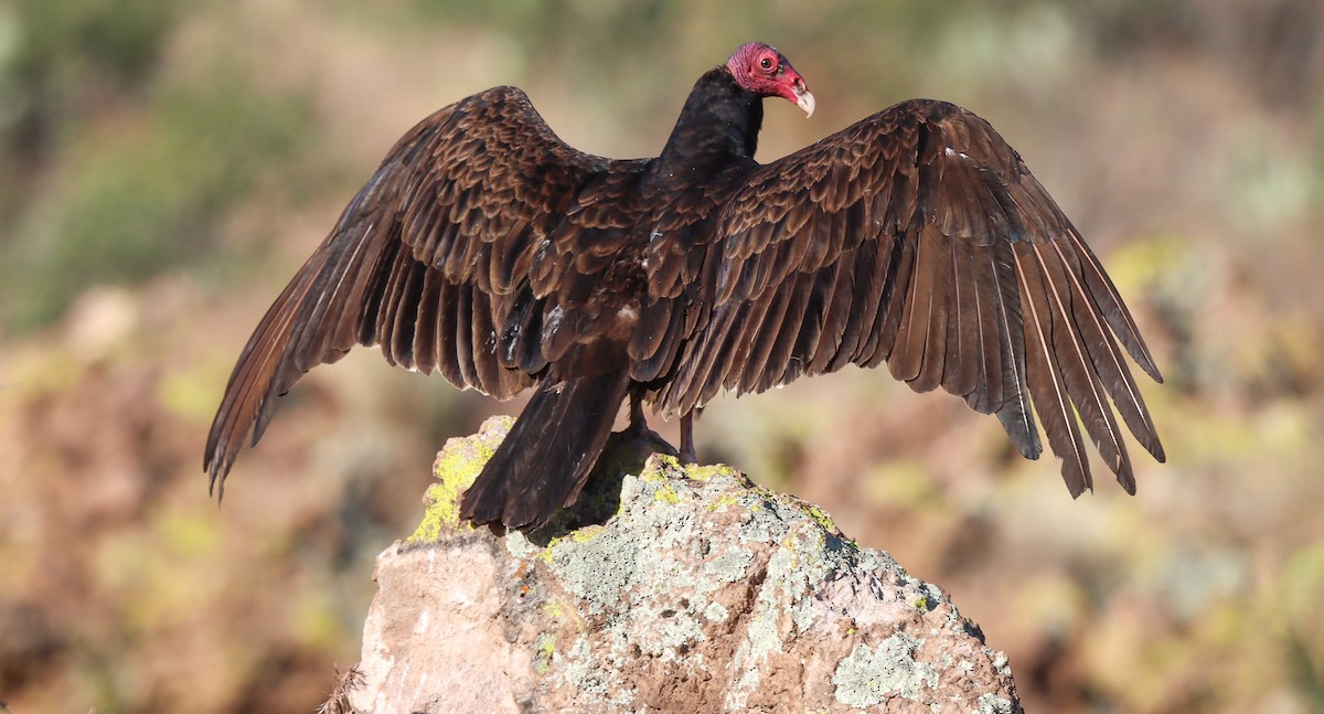 Turkey Vulture - robert bowker