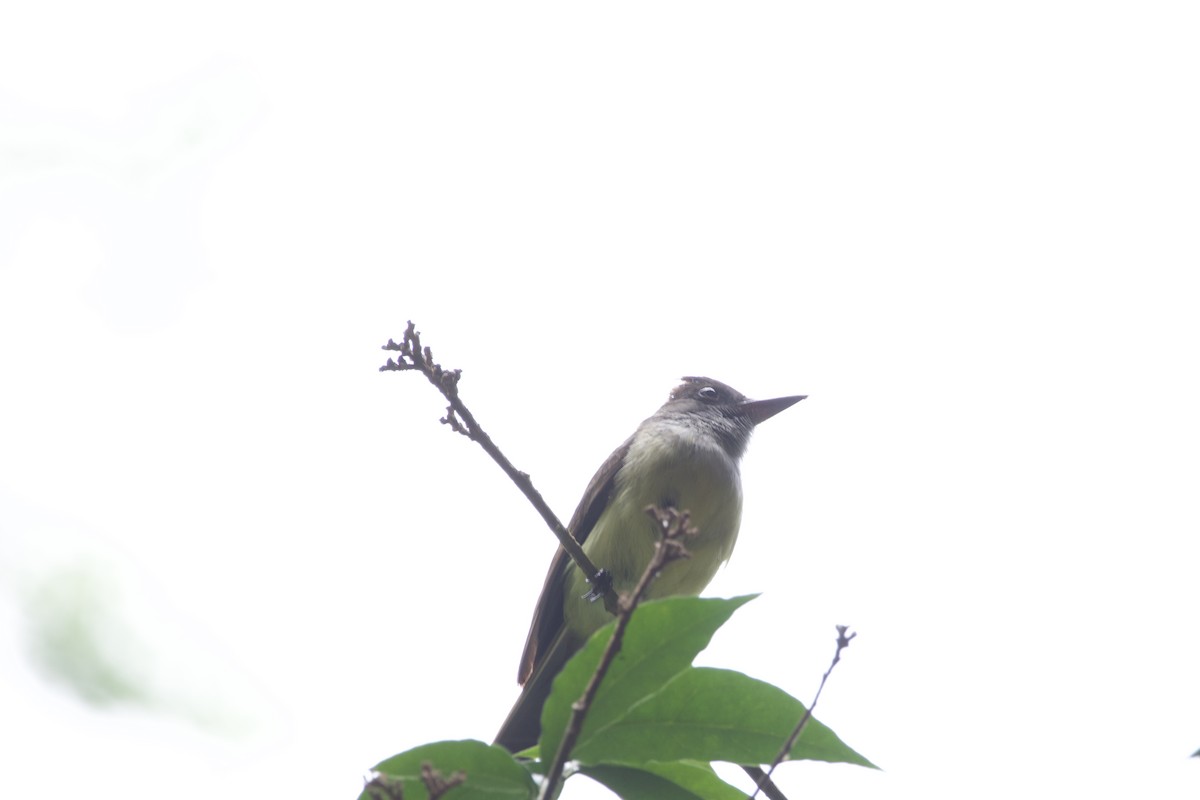 Dusky-capped Flycatcher - ML619652156