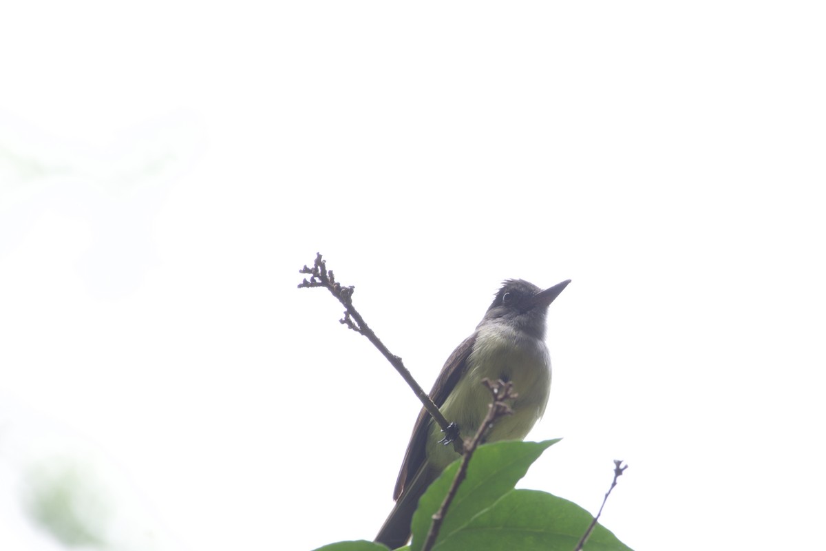 Dusky-capped Flycatcher - allie bluestein