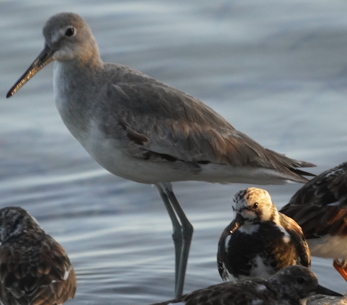 Willet - John McCallister