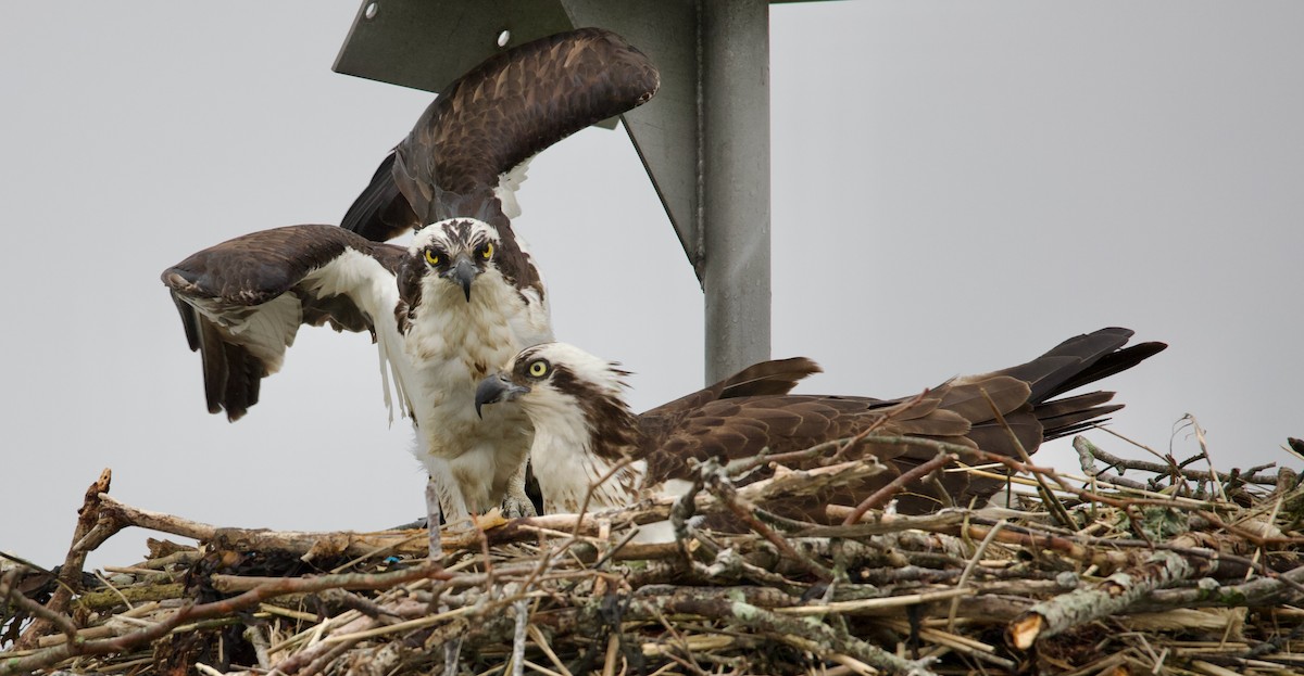 Osprey - Douglas Baird