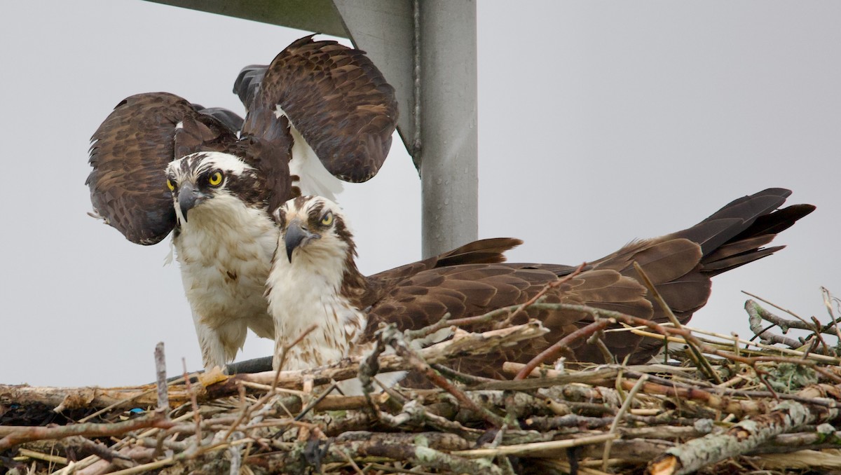 Osprey - Douglas Baird