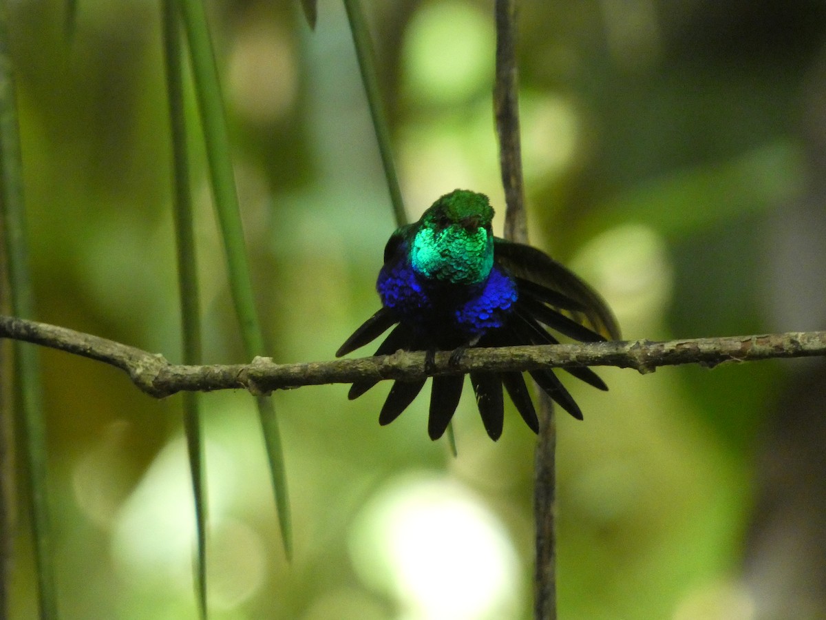 Violet-bellied Hummingbird - Lander Bowser