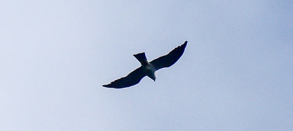 Mississippi Kite - robert bowker