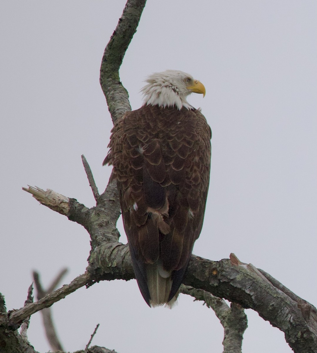 Bald Eagle - Douglas Baird