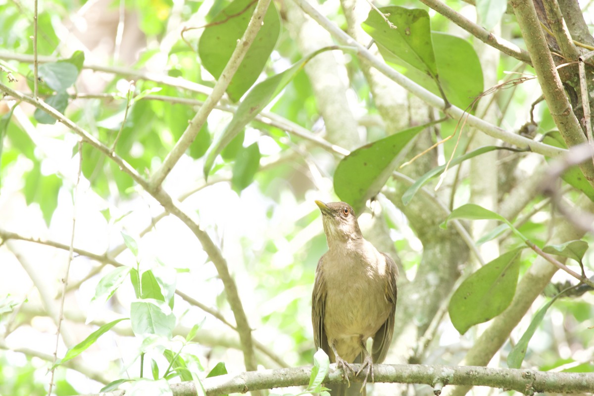 Clay-colored Thrush - allie bluestein