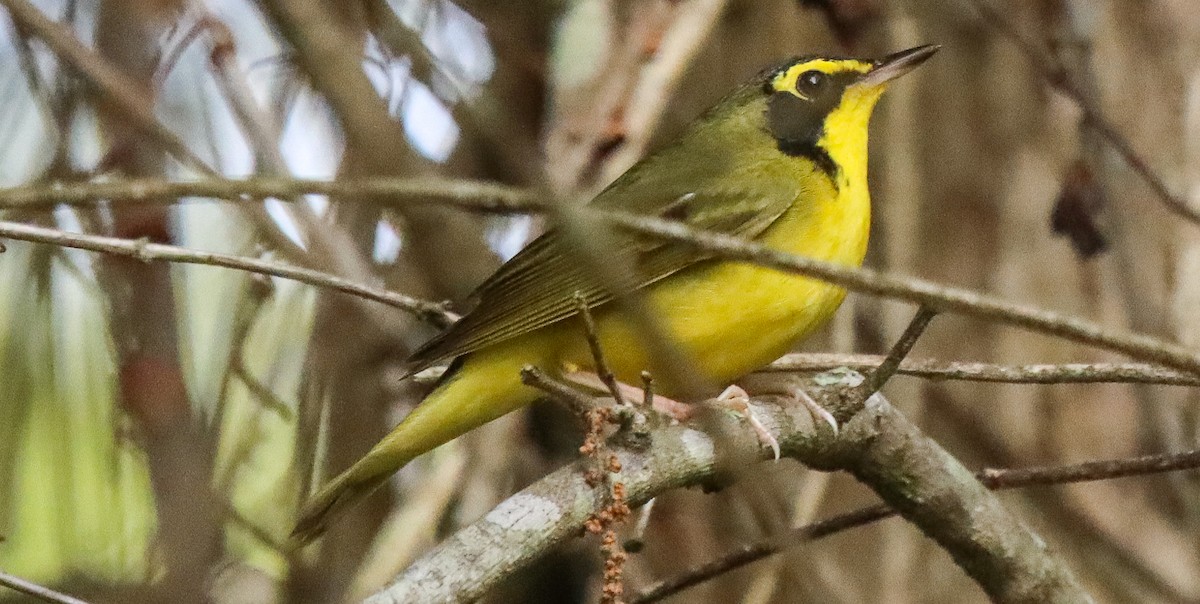 Kentucky Warbler - robert bowker