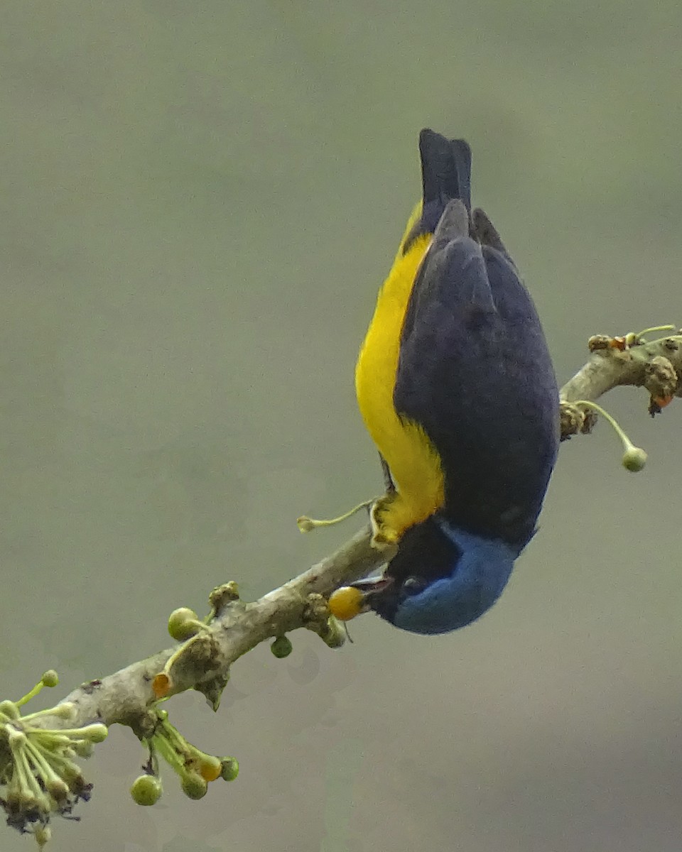 Golden-rumped Euphonia - Daniel Pérez Peña