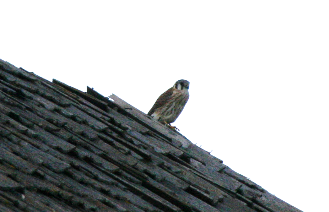 American Kestrel - Muriel & Jennifer Mueller