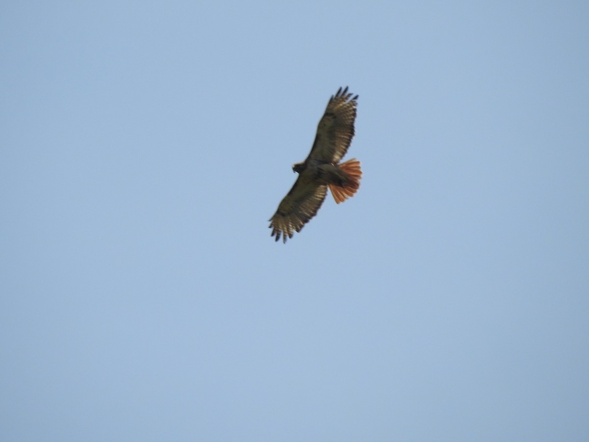 Red-tailed Hawk - ML619652190