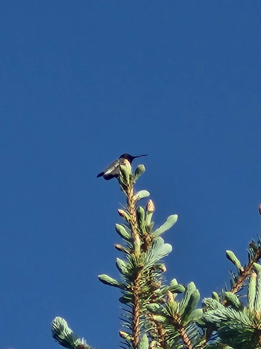 Black-chinned Hummingbird - Lilliana Walker
