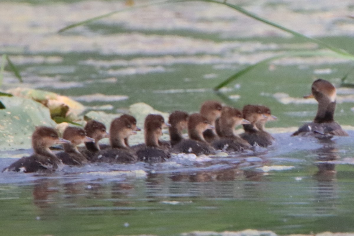 Hooded Merganser - ML619652193