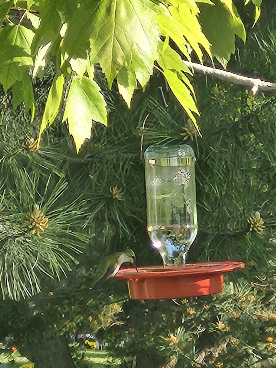 Black-chinned Hummingbird - Lilliana Walker