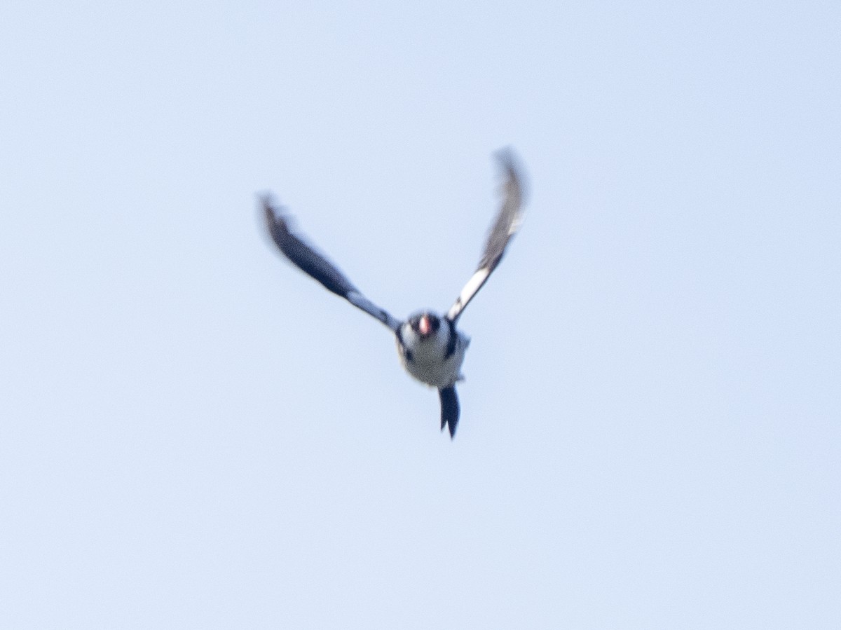 Pin-tailed Whydah - Steven Hunter