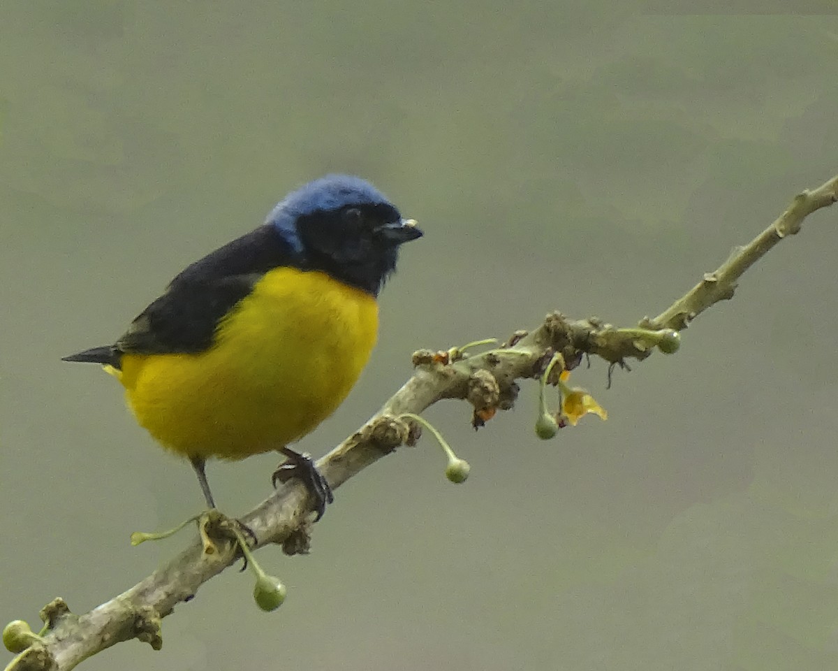 Golden-rumped Euphonia - Daniel Pérez Peña