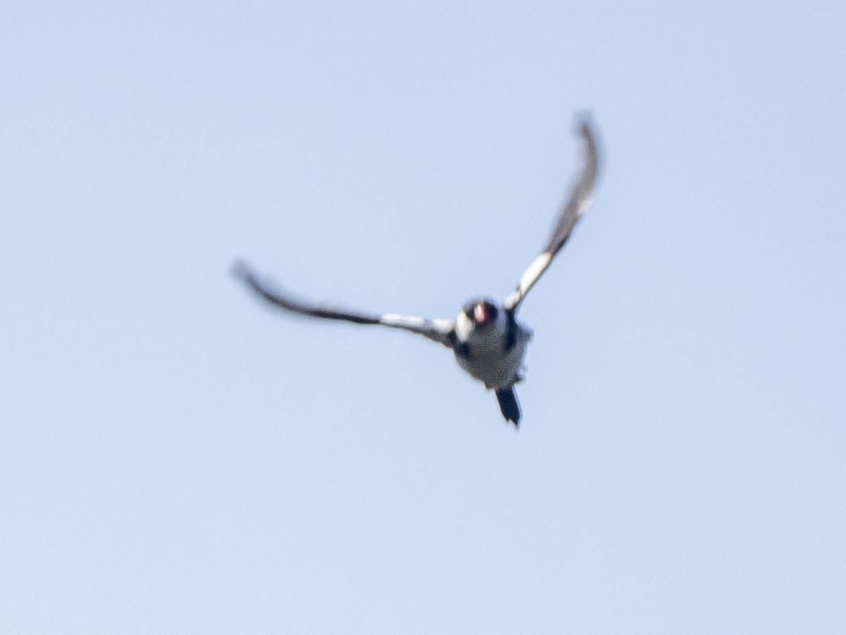 Pin-tailed Whydah - Steven Hunter