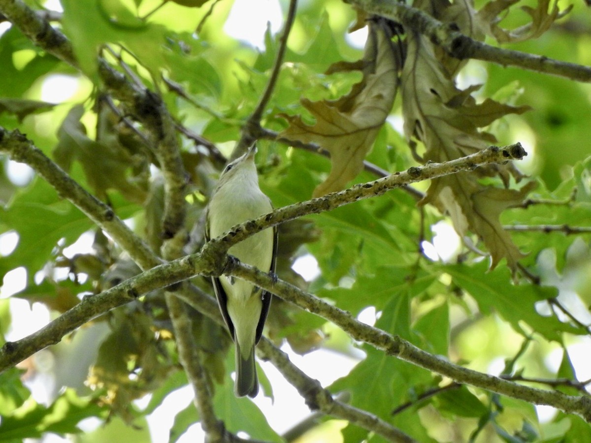 Warbling Vireo - ML619652212