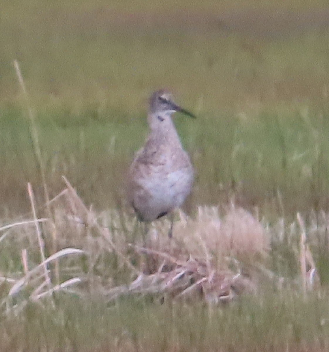 Willet - Bonnie Roemer