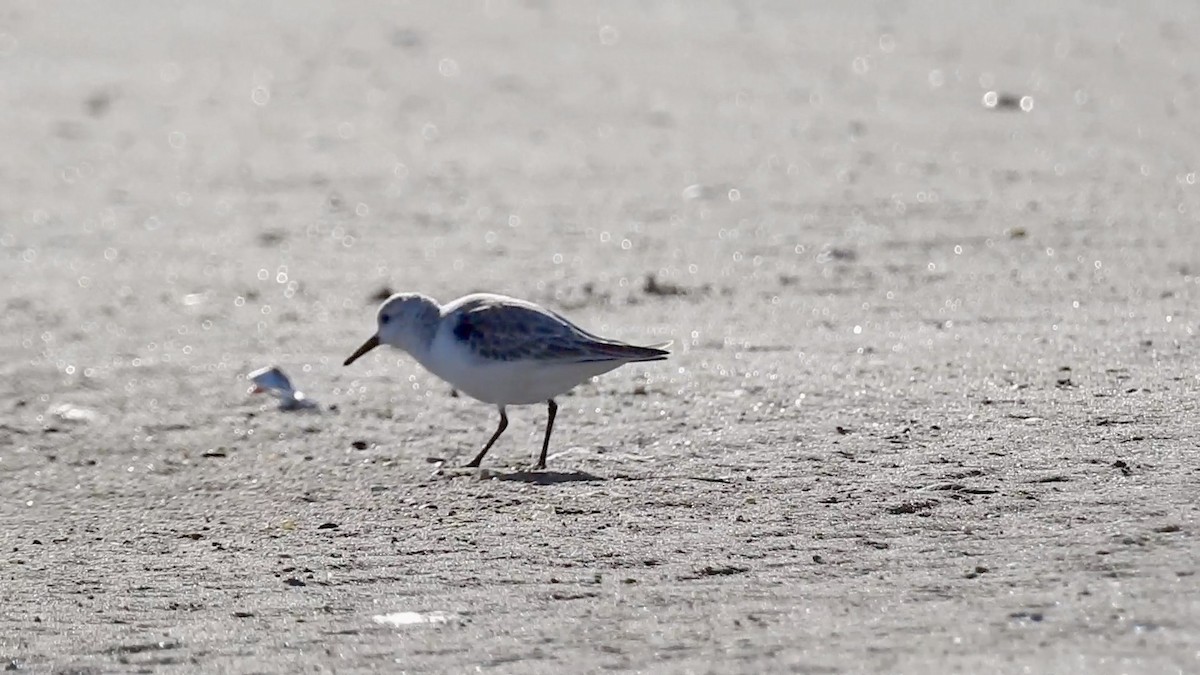 Sanderling - Anonymous