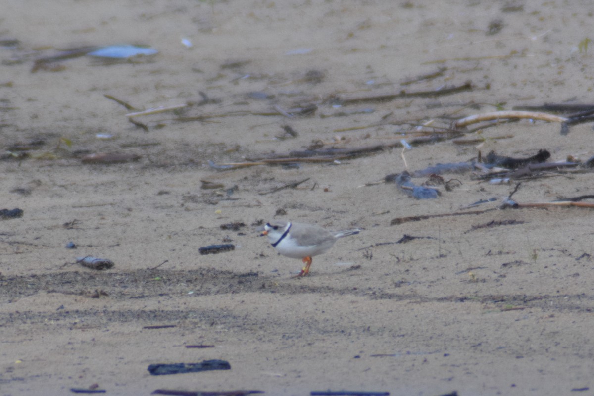 Piping Plover - Edward Hicks