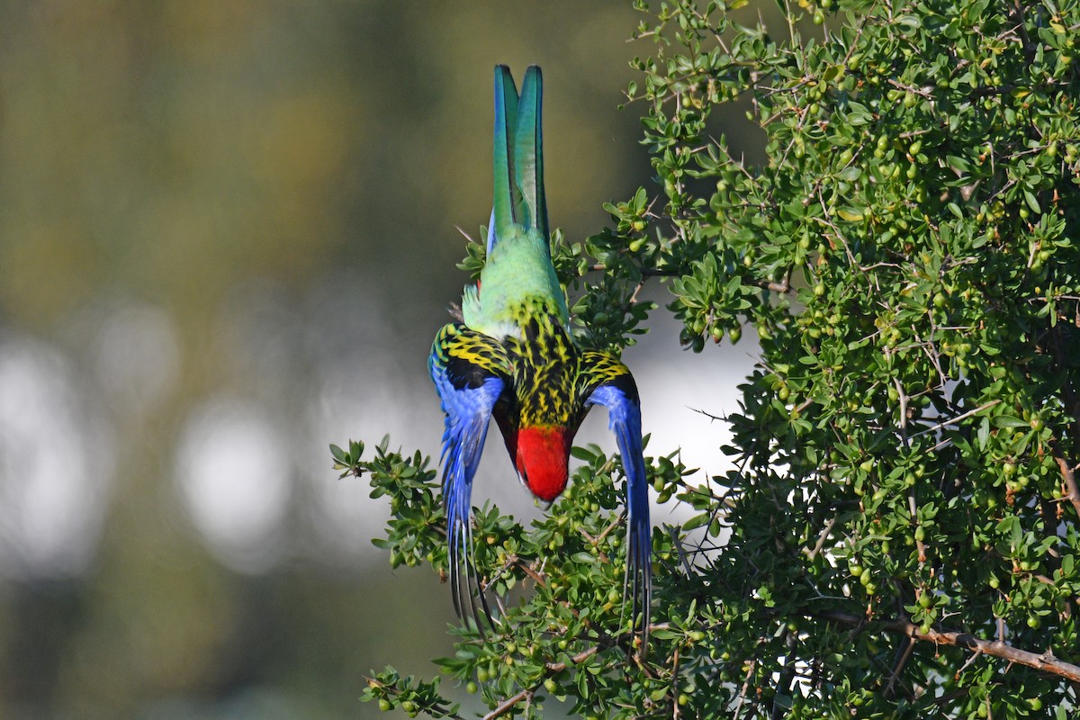 Eastern Rosella - Peter & Shelly Watts