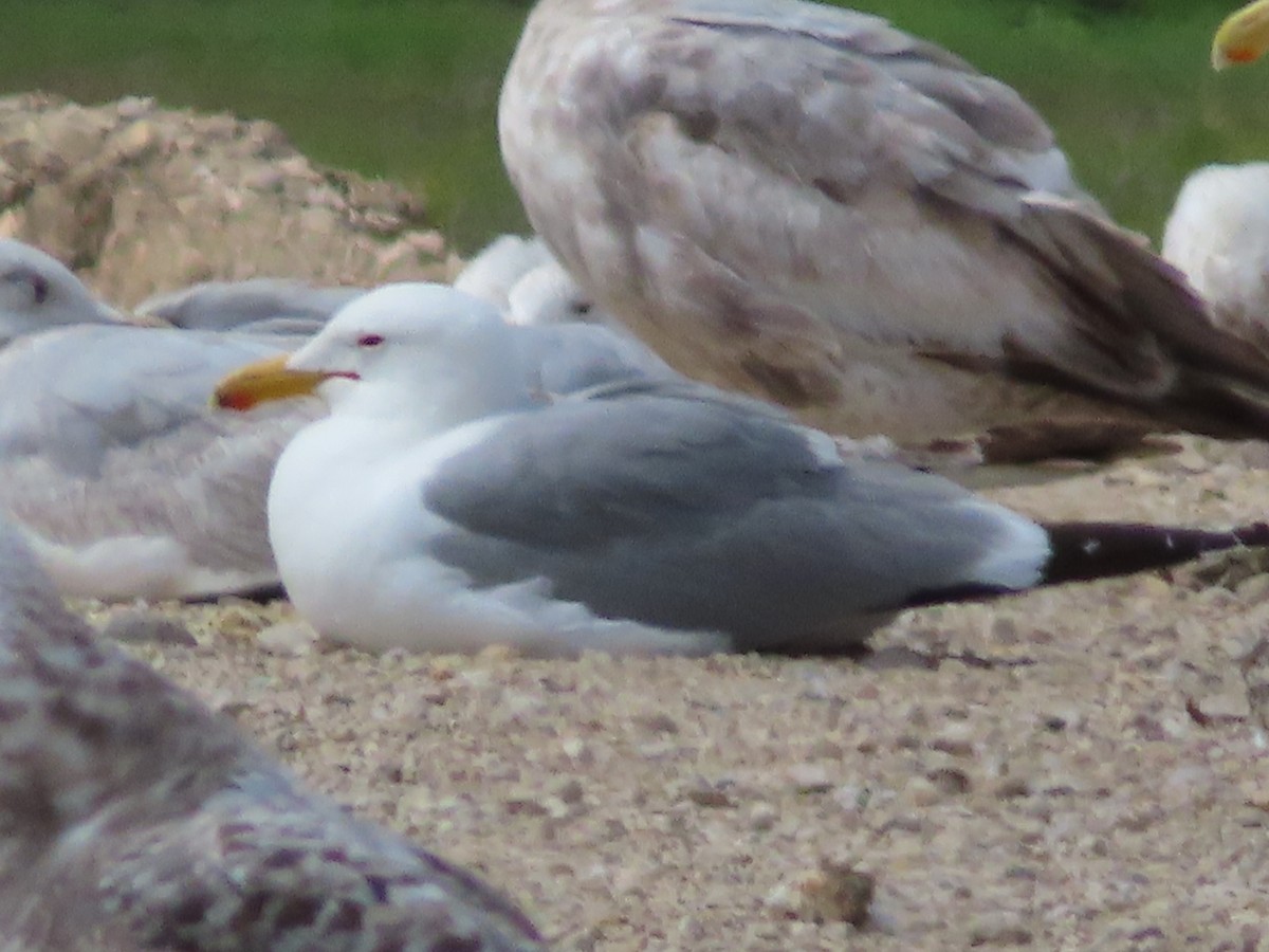 California Gull - ML619652234