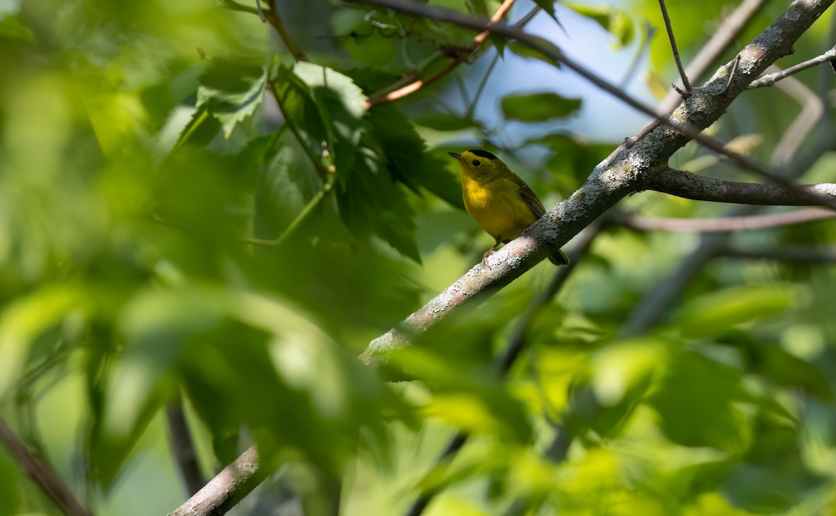 Wilson's Warbler - Cristina Avila