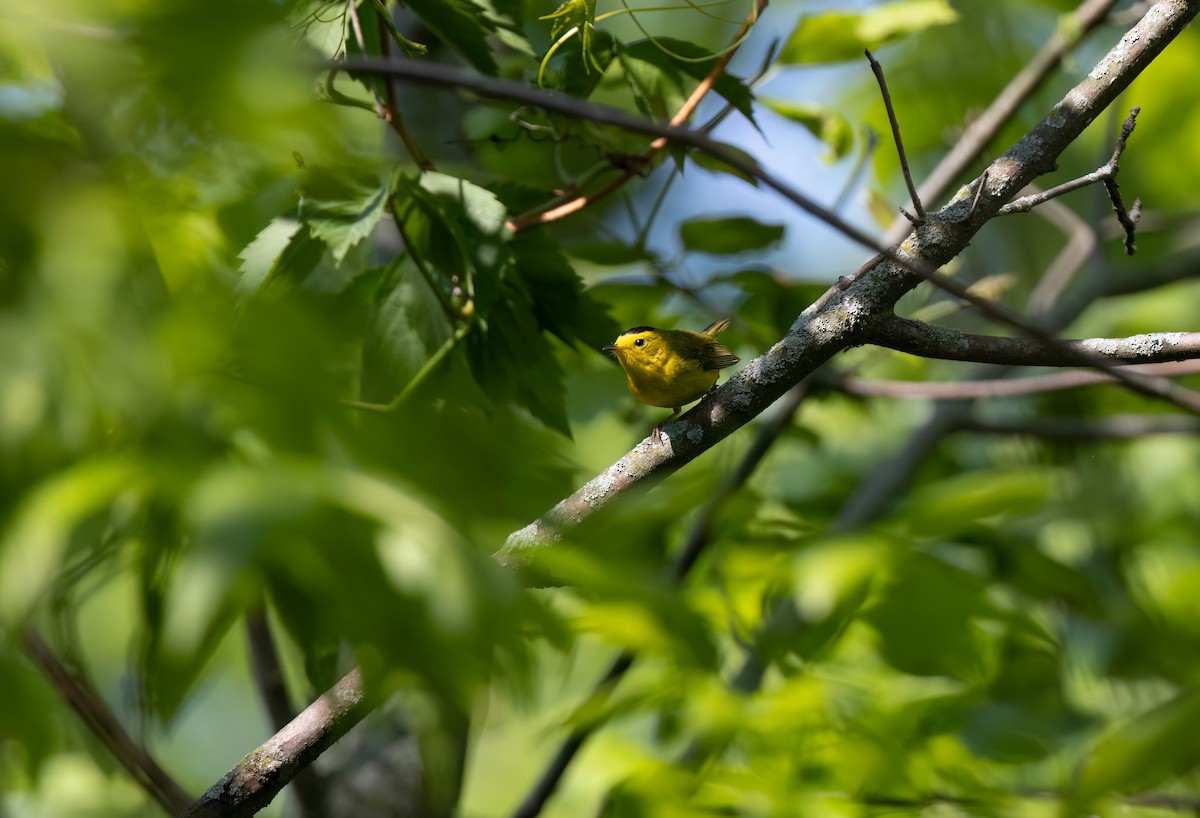 Wilson's Warbler - Cristina Avila