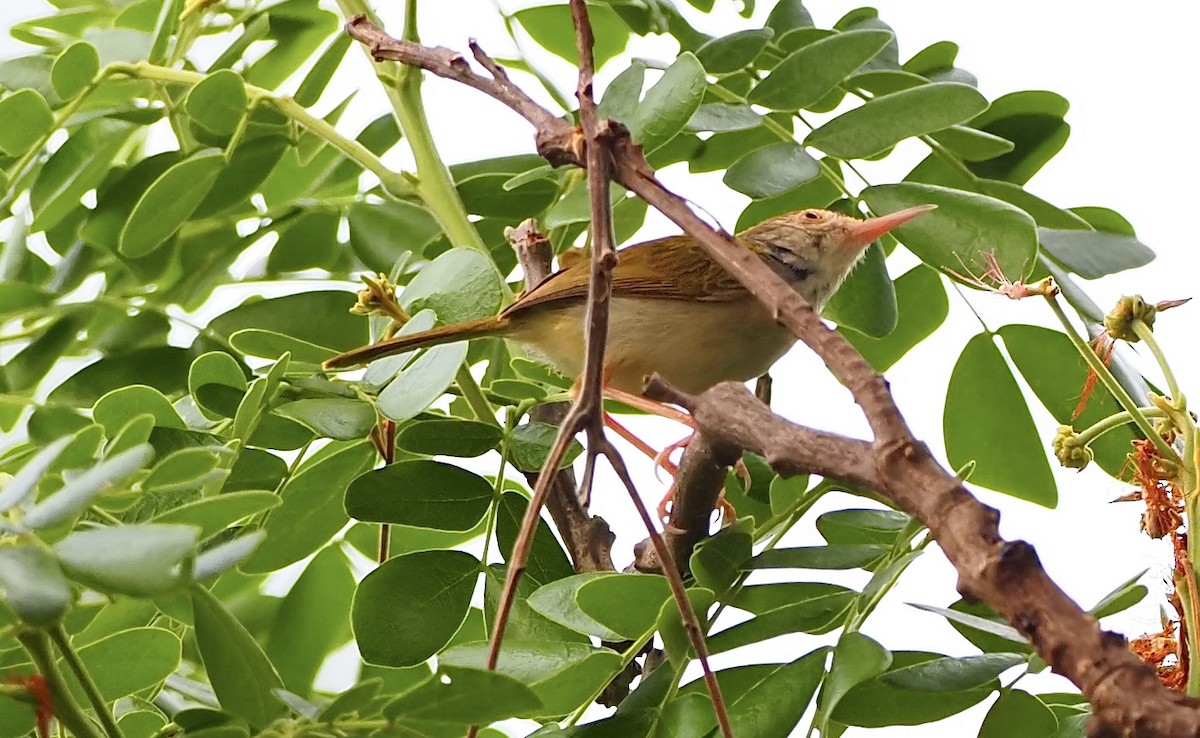 Common Tailorbird - 芳色 林