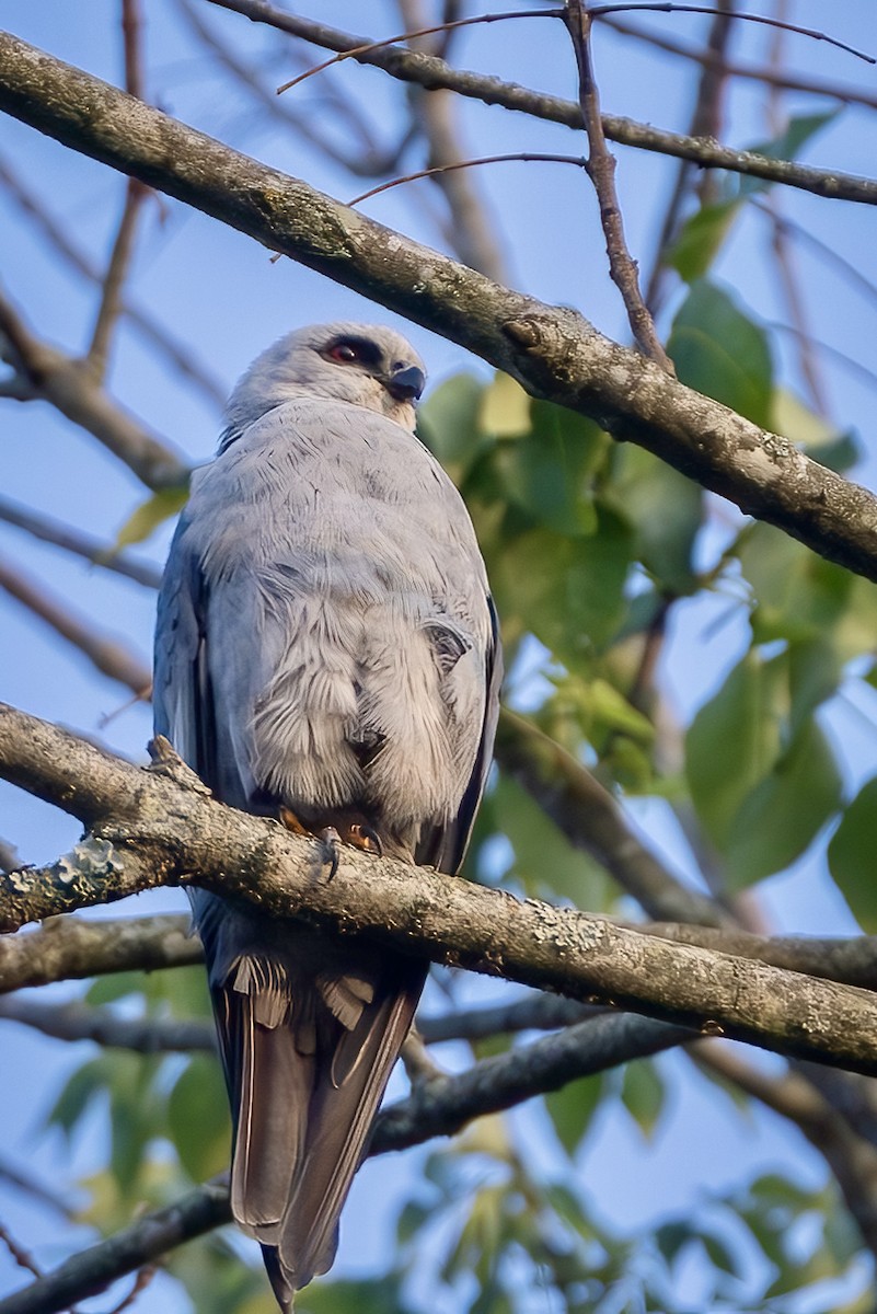 Mississippi Kite - Steve Chase