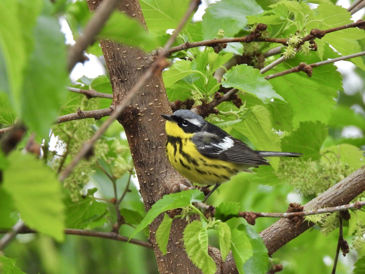 Magnolia Warbler - Andrew Whetten