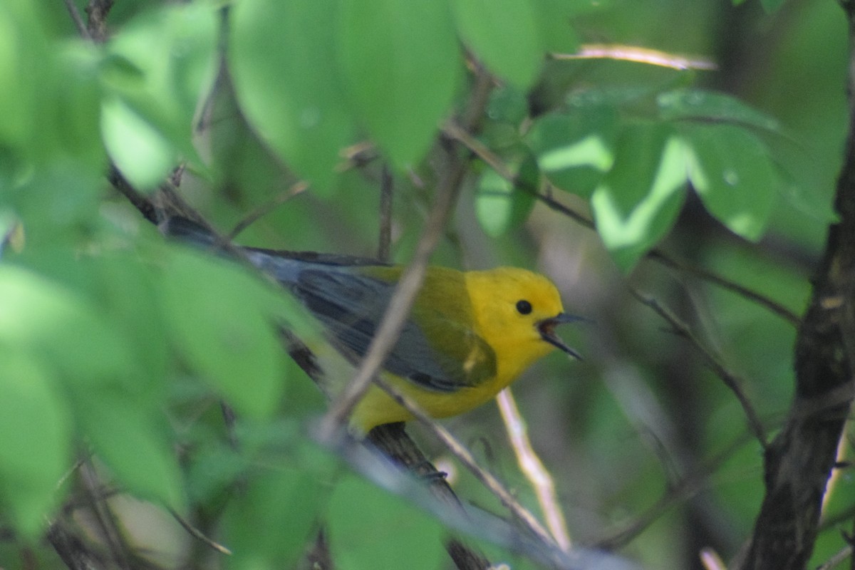 Prothonotary Warbler - ML619652261