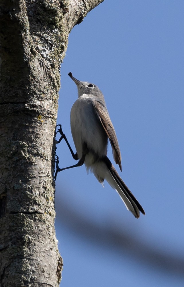 Blue-gray Gnatcatcher - Carl & Judi Manning