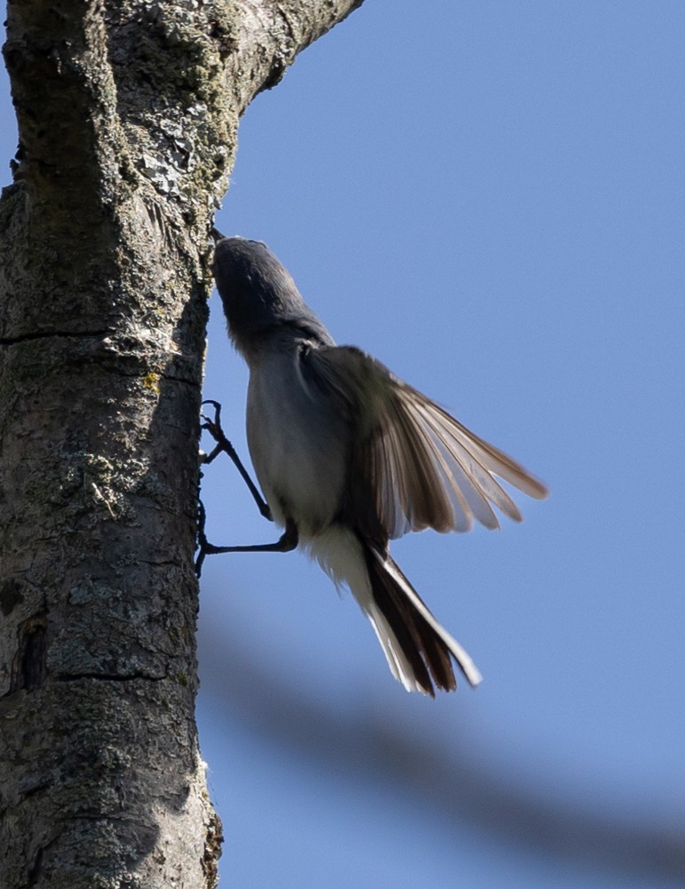 Blue-gray Gnatcatcher - Carl & Judi Manning