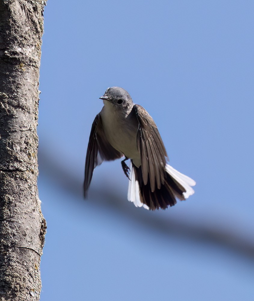 Blue-gray Gnatcatcher - Carl & Judi Manning