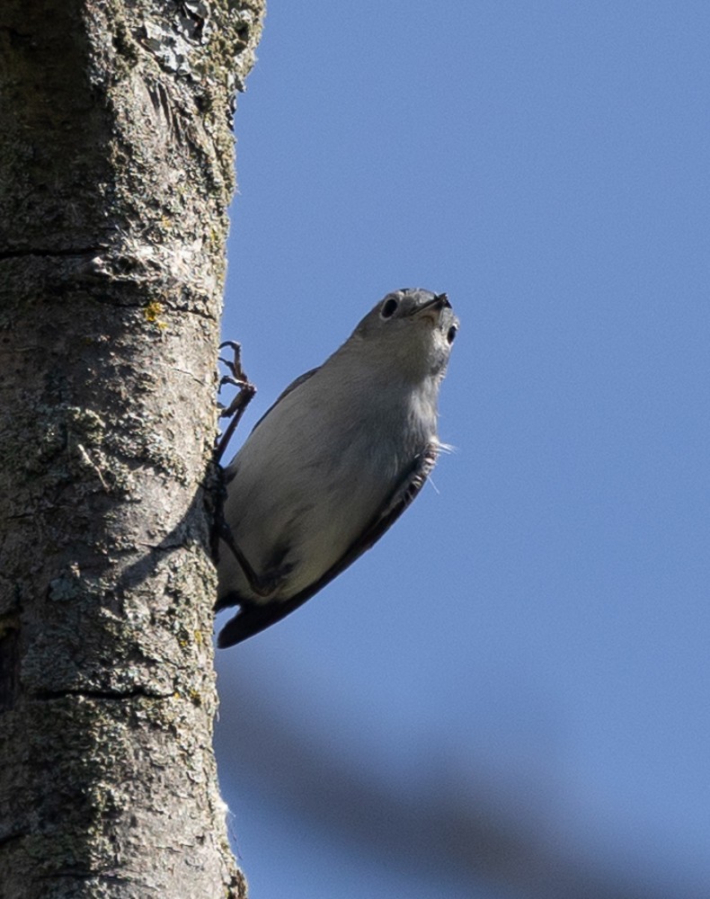 Blue-gray Gnatcatcher - Carl & Judi Manning