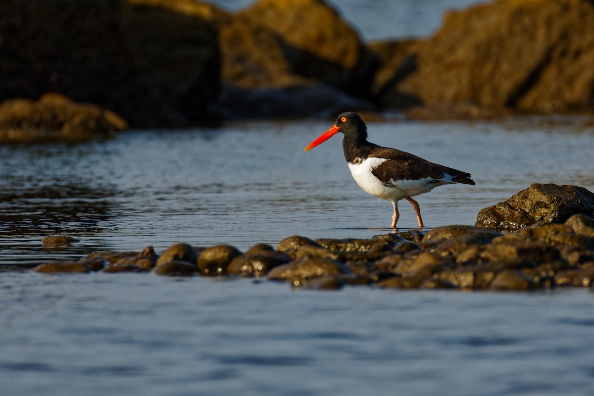 American Oystercatcher - Ruogu Li