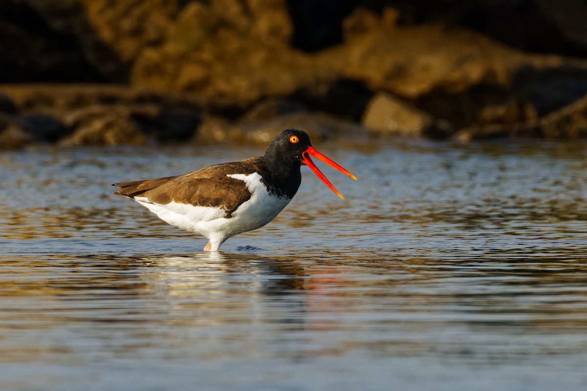 American Oystercatcher - Ruogu Li