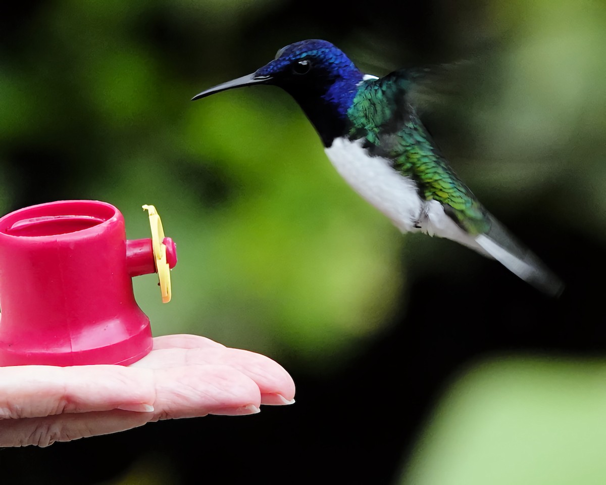 White-necked Jacobin - Marie Ostrander