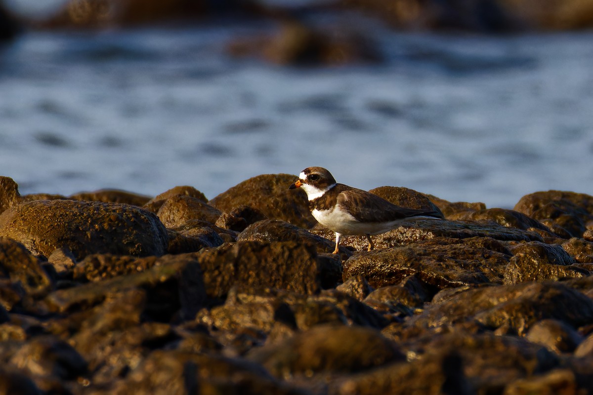 Semipalmated Plover - Ruogu Li