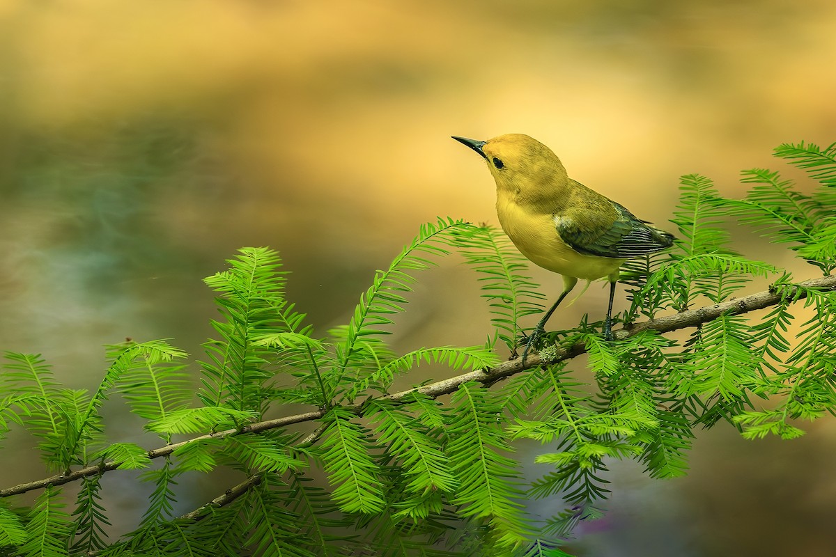 Prothonotary Warbler - Steve Chase