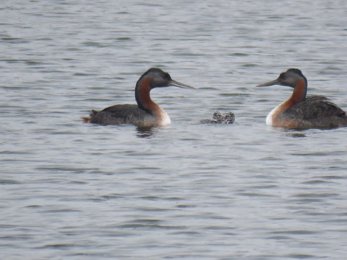 Great Grebe - ML619652299