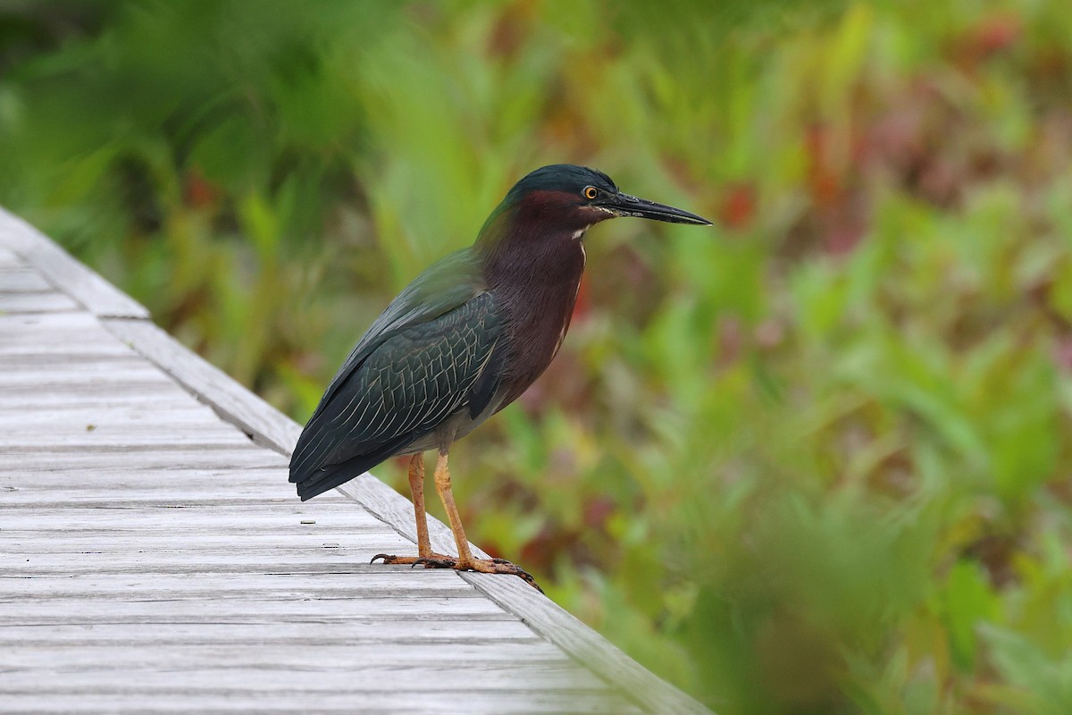 Green Heron - Darcy Pinotti