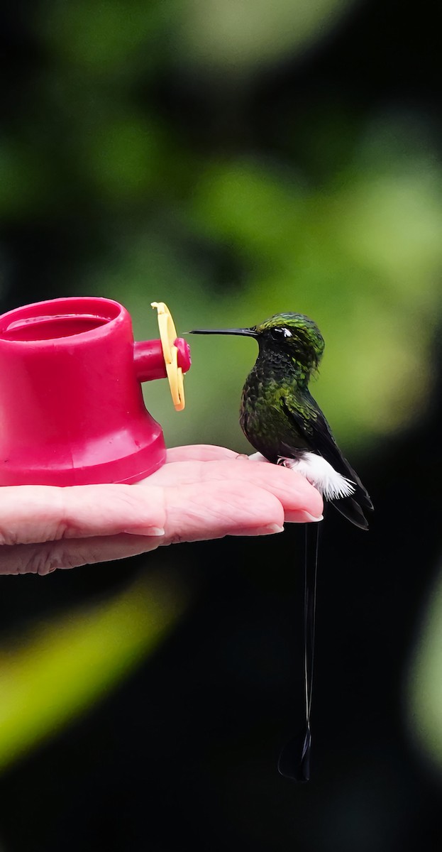 White-booted Racket-tail - Marie Ostrander