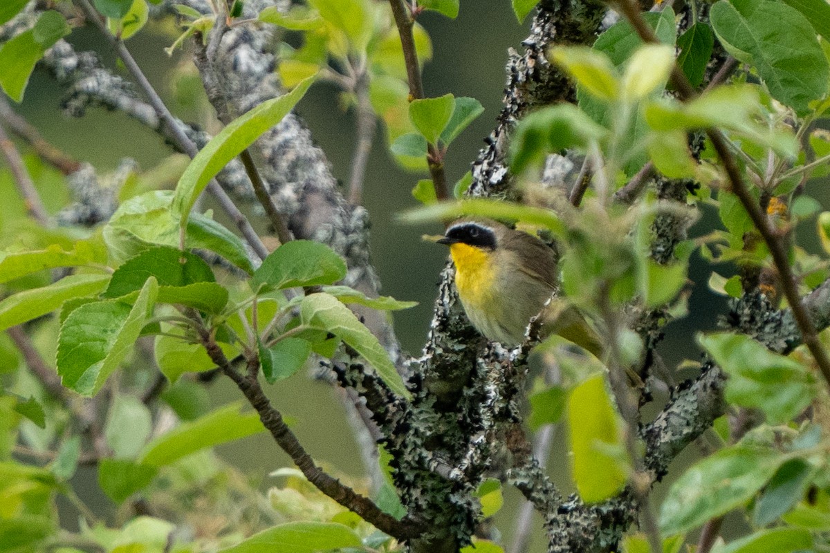 Common Yellowthroat - Peter Lypkie