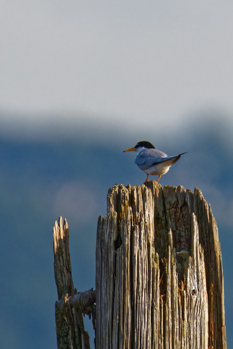 Least Tern - Ruogu Li