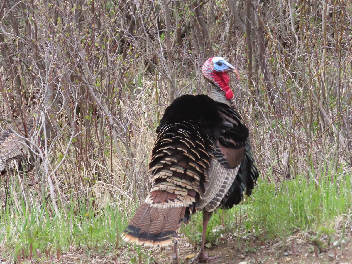 Wild Turkey - Rudolf Koes