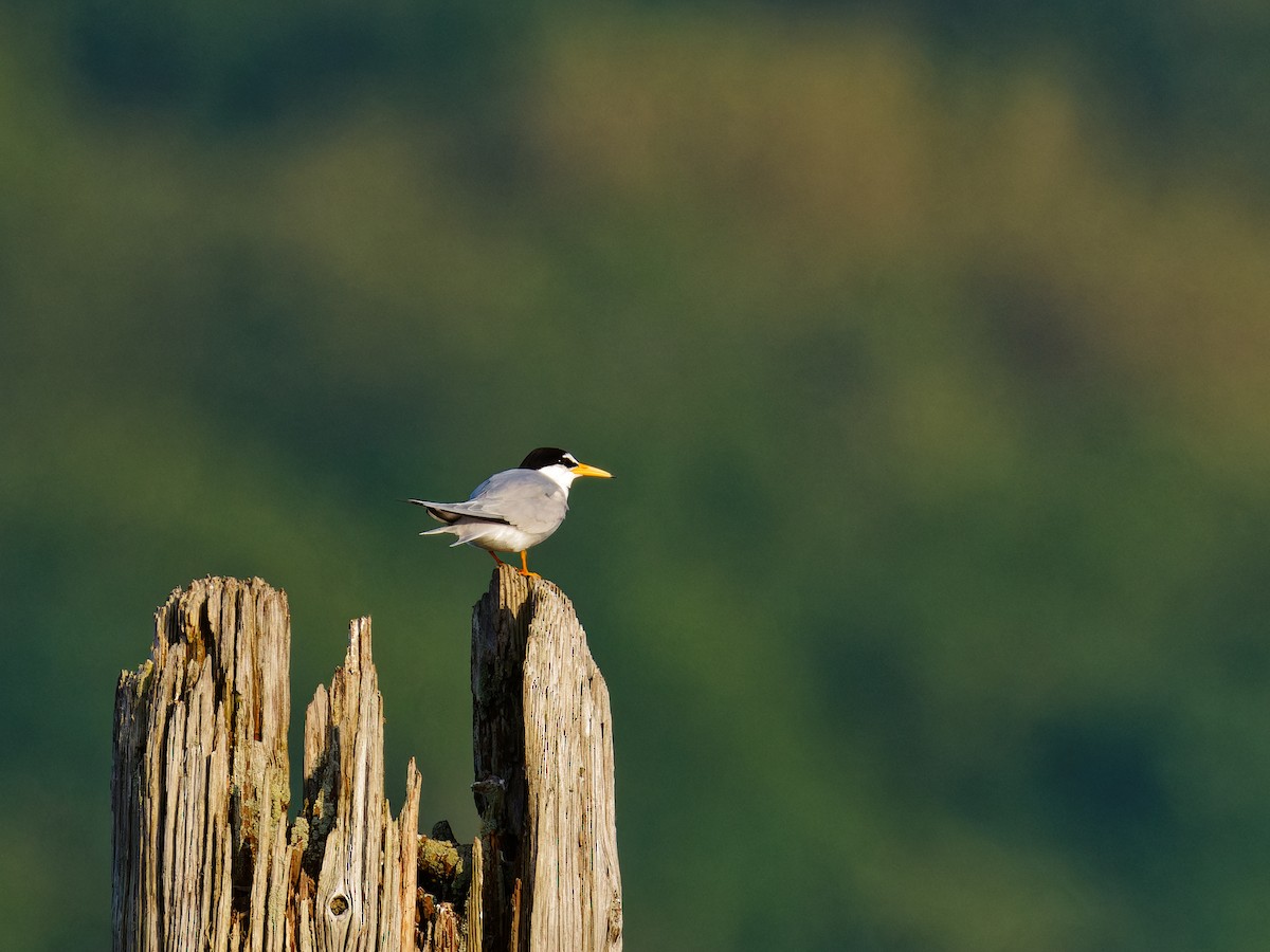 Least Tern - Ruogu Li