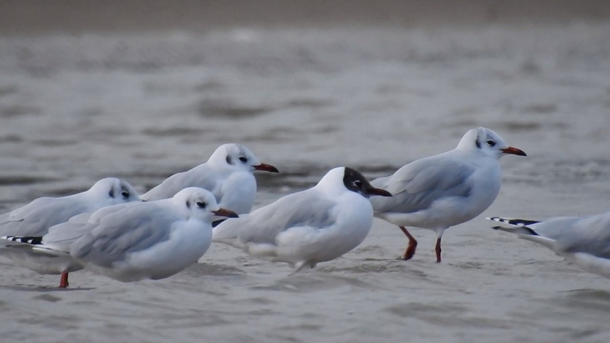 Brown-hooded Gull - ML619652330