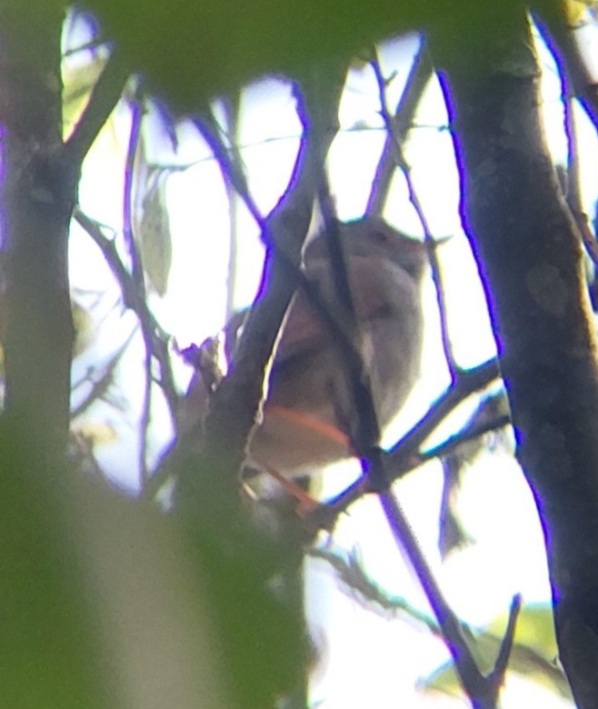 Orange-billed Nightingale-Thrush - Diego Ramírez